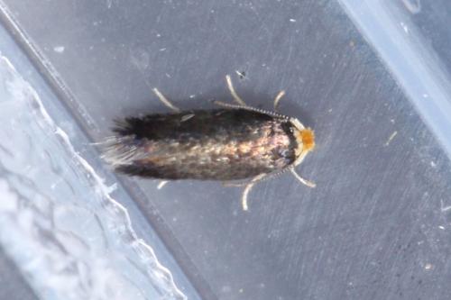 Réf. 242 592 : Stigmella sp.